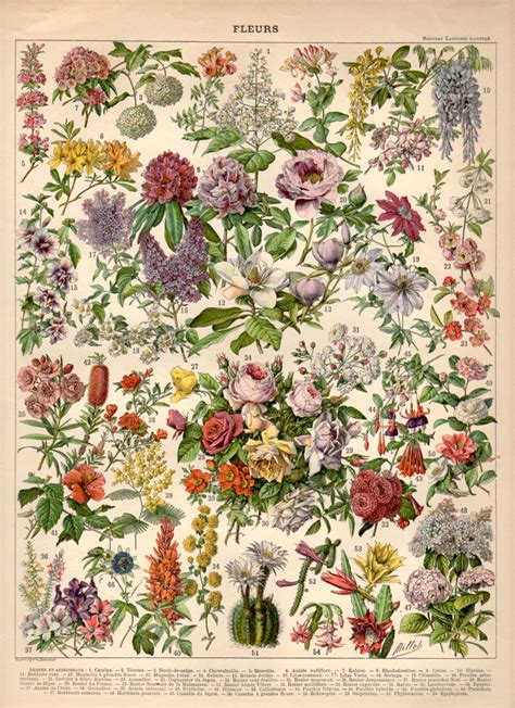 Tropical Flowers 1897 Antique Print Flower Lithograph Botanical