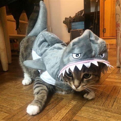 Silly Cats In Halloween Costumes Lovetoknow