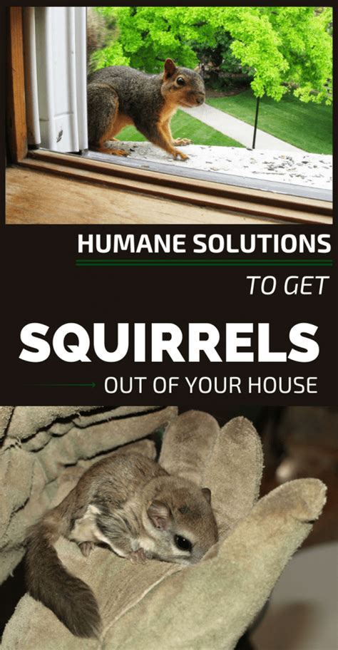 How To Kill Squirrels Humanely