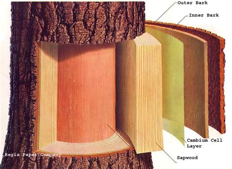 Spring is the most suitable time to do grafting. Cornell - layers of bark to understand when grafting fruit ...