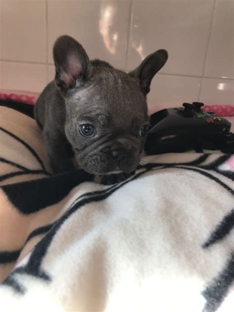 Order your food with chewy and they'll proudly donate $20 to east coast bulldog rescue. French Bulldog Puppies For Sale | Pittsburgh, PA #170800