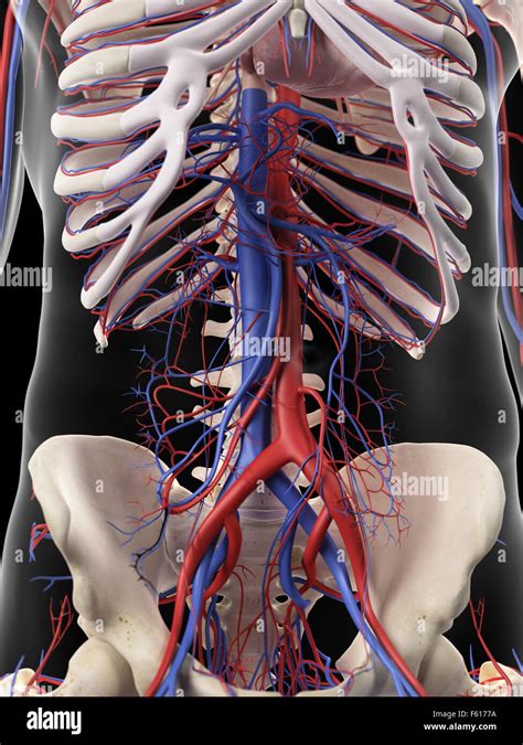 Medically Accurate Illustration Of The Abdominal Arteries And Veins