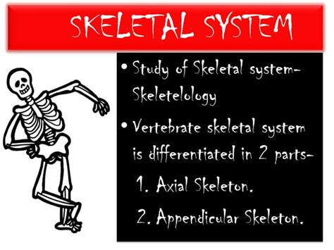 Human Skeletal System Ppt
