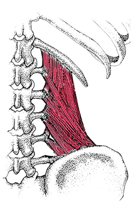 Quadratus Lumborum And Psoas Porn Sex Picture