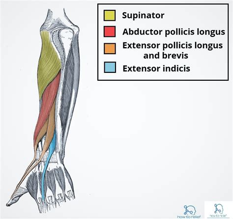 Abductor Pollicis Longus Origin Insertion Nerve Supply Action How To Relief