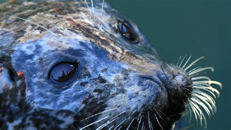 Petition · Stop The West Coast Seal Slaughter Before It Starts