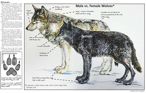 Timber Wolf Size Comparison