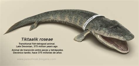 Tiktaalik Roseae Is An Extinct Lobe Finned Fish From The Devonian
