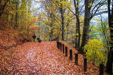 Footpath Through Forest At Rainy Autumn Day Wet Fallen Leaves On A