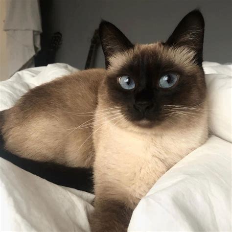 Amazing Facts About Siamese Cats Petpress