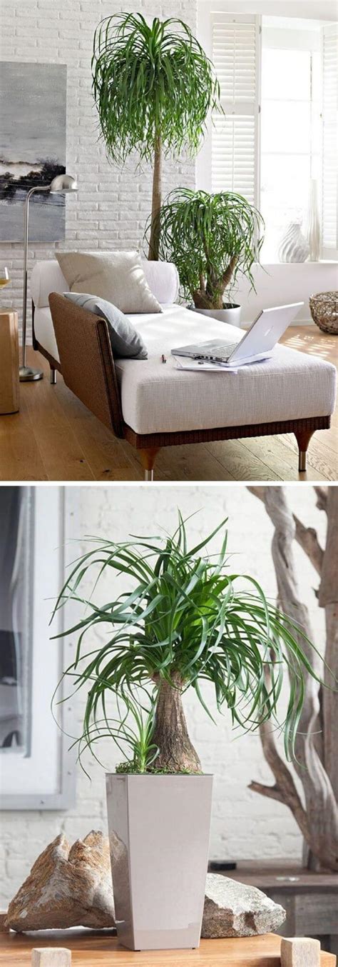 20 Best Living Room Plants To Dress Up Your Space
