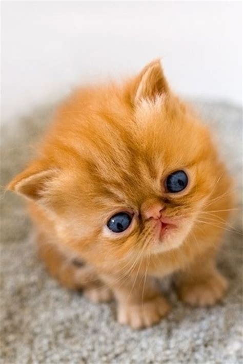 Golden Ginger Tabby Kitten Blue Pinterest More At