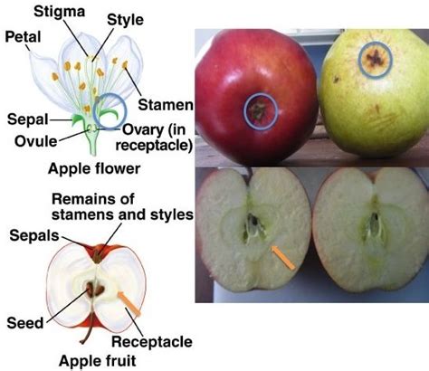 February 2013 The Botanist In The Kitchen Apple Apple Flowers Fruit