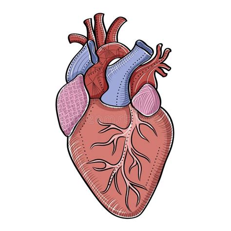 Anatomía Del Corazón Humano Ilustración Del Vector Ilustración De