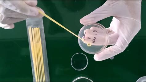 Inoculating An Agar Plate With E Coli Youtube