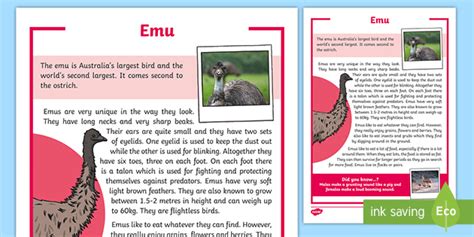 Emu Fact Sheet Teacher Made