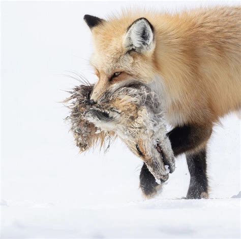 Red Fox Eating Another Red Fox Ig Isaacspicz Rnatureismetal