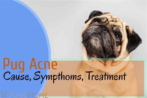 Pug Acne Treatment Cause And Symptoms