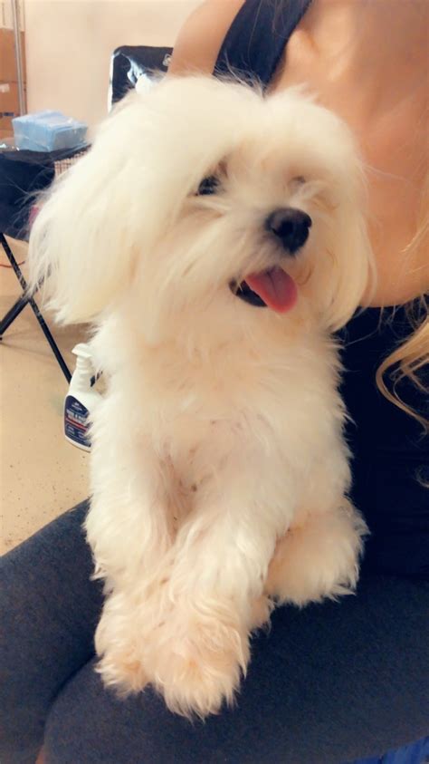 Bob gorgeous teacup maltese puppies, 1 male and 1 female, akc registered. Maltese Puppies For Sale | Winston Lake Drive, TX #306283