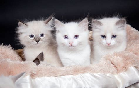 Seal Lynx Mitted Lilac Bicolor And Blue Bicolor Ragdoll Kittens