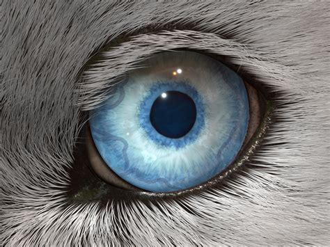 Wolf Eye By Lauren Konig On Dribbble