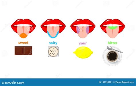 Tongue Map Taste Zones Tongue Cartoon Vector 108397807