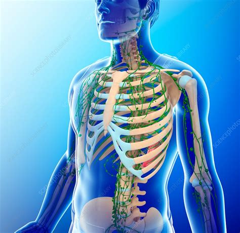 Male Skeletal And Lymphatic Systems Illustration Stock Image F017