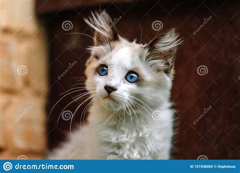 Homeless Grimy Little White Kitten A Beautiful Cat With Blue Eyes