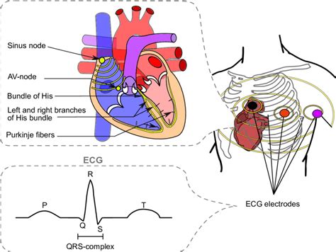 Electrical Conduction Of The Heart Diagram Slide Share