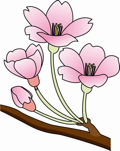 Cherry Blossom Clip Clipart Flower Blossoms Cliparts