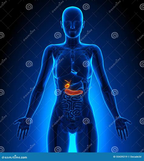 Gallbladder Pancreas Female Organs Human Anatomy Stock