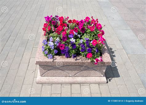 Flowerbed With Beautiful Flowers On The City Streets Stock Photo