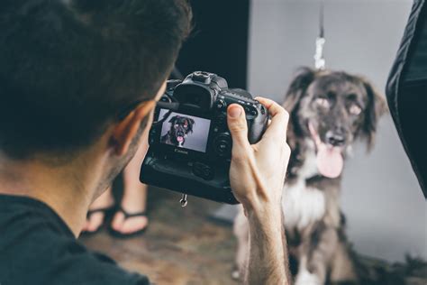 Guide To Hire The Best Pet Photographer Near You I Host Photos