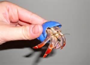 Pics Photos Hermit Crabs As Pets