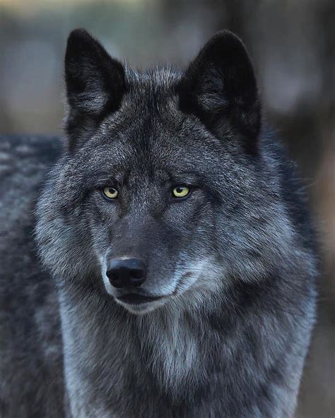Mi Piace 953 Commenti 28 Alpha Wolf Pack Alphawolfinstinct Su