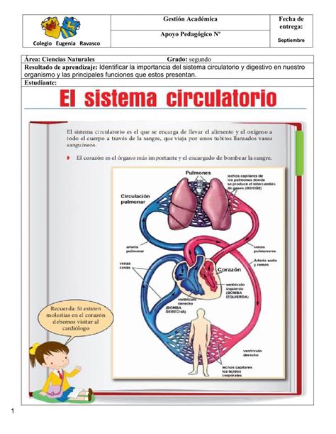Ejercicio Interactivo De El Sistema Circulatorio Para 2º Puedes Hacer