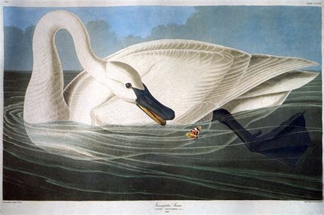 Filejohn James Audubon 001 Wikipedia