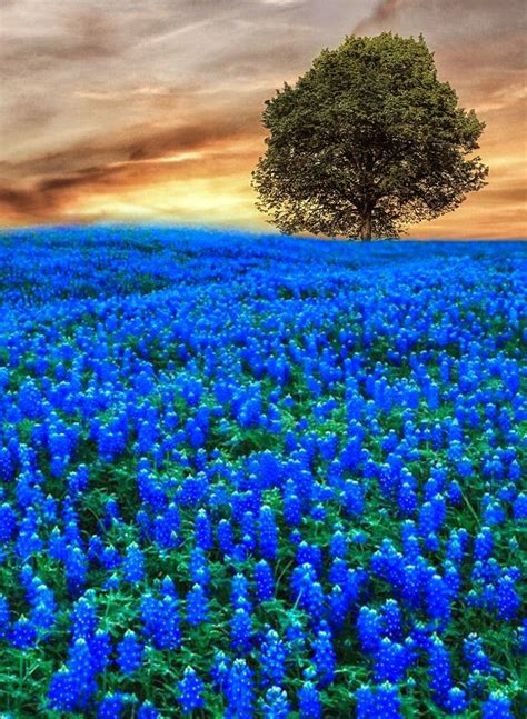 Blue Lone Tree Flower Fields Landscape Beautiful Nature Pictures