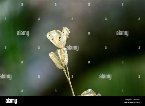 Closeup Of Dried Decaying Plants Holding Seeds Inside Blurred