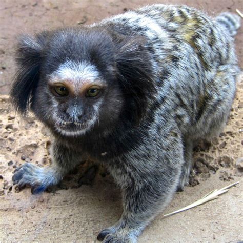 It usually has a brown or black head and its limbs and upper. Black-tufted Marmoset