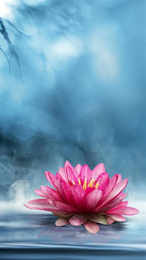 Pink Lotus Flower Wallpaper