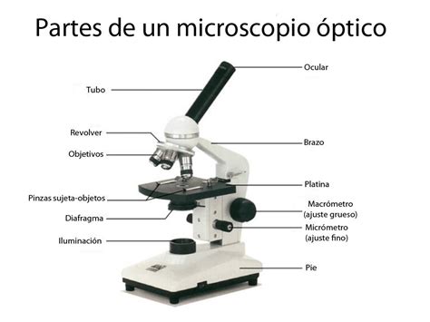C Mo Funciona El Microscopio Ptico Curiosoando
