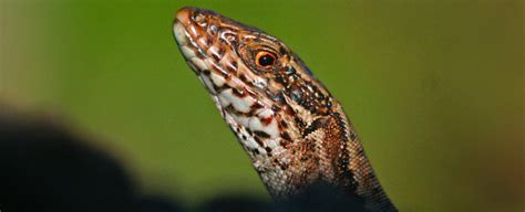 Evolution And Function Of Colour Signals In Podarcis Lizards