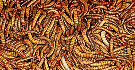 Maggot Analysis Method Enhancing Forensic Entomology Biotechniques
