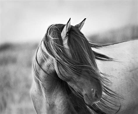 50 Breathtaking Equine Photographs For Your Inspiration Photoshop And