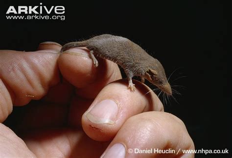 Pygmy Shrew Second Smallest Mammal Lizard Photo Mammals