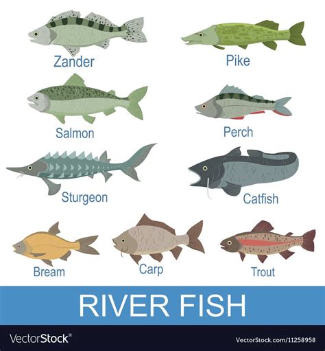 River Fish Identification Slate With Names Vector Image River Fishing