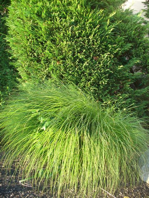 ornamental-grass-2-help-identify,-please-ornamental-grasses,-herbs
