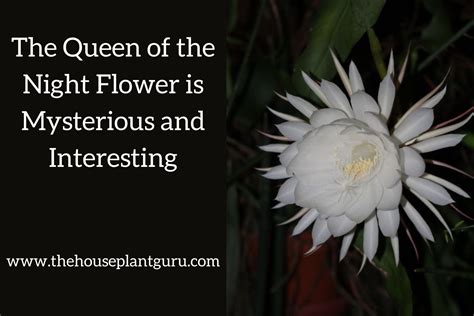 The Queen Of The Night Flower Is Mysterious And Interesting The