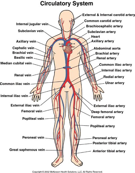 What Are The Three Types Of Blood Vessels And Their Functions First Aid For Free